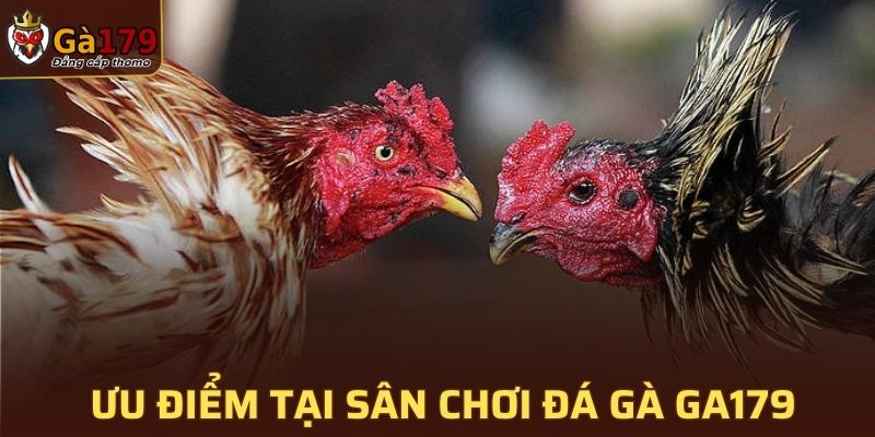 Các ưu điểm đặc biệt tại sân chơi đá gà GA179