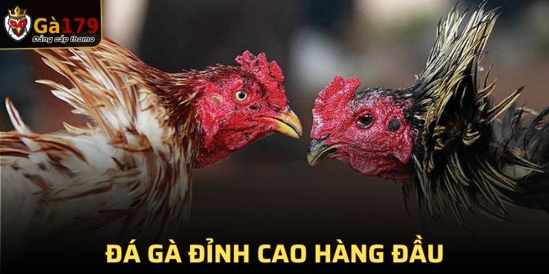 Đá gà đỉnh cao hàng đầu