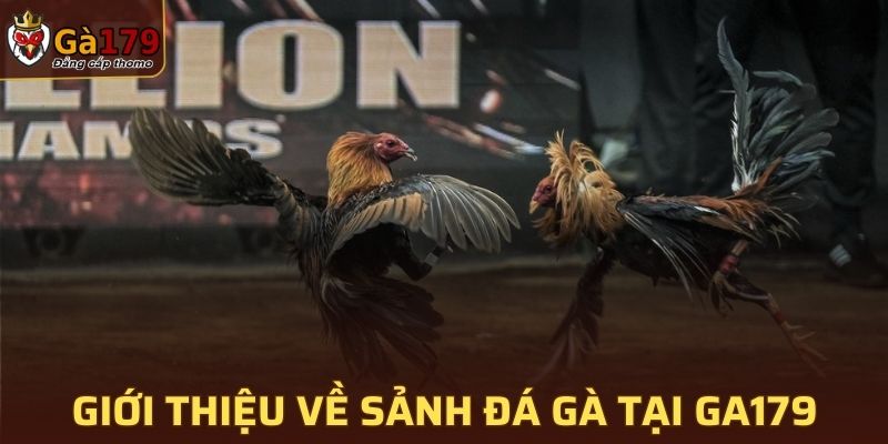 Giới thiệu về sảnh đá gà tại GA179