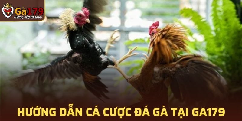Hướng dẫn tham gia cá cược đá gà tại GA179 đơn giản
